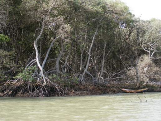 mangrove